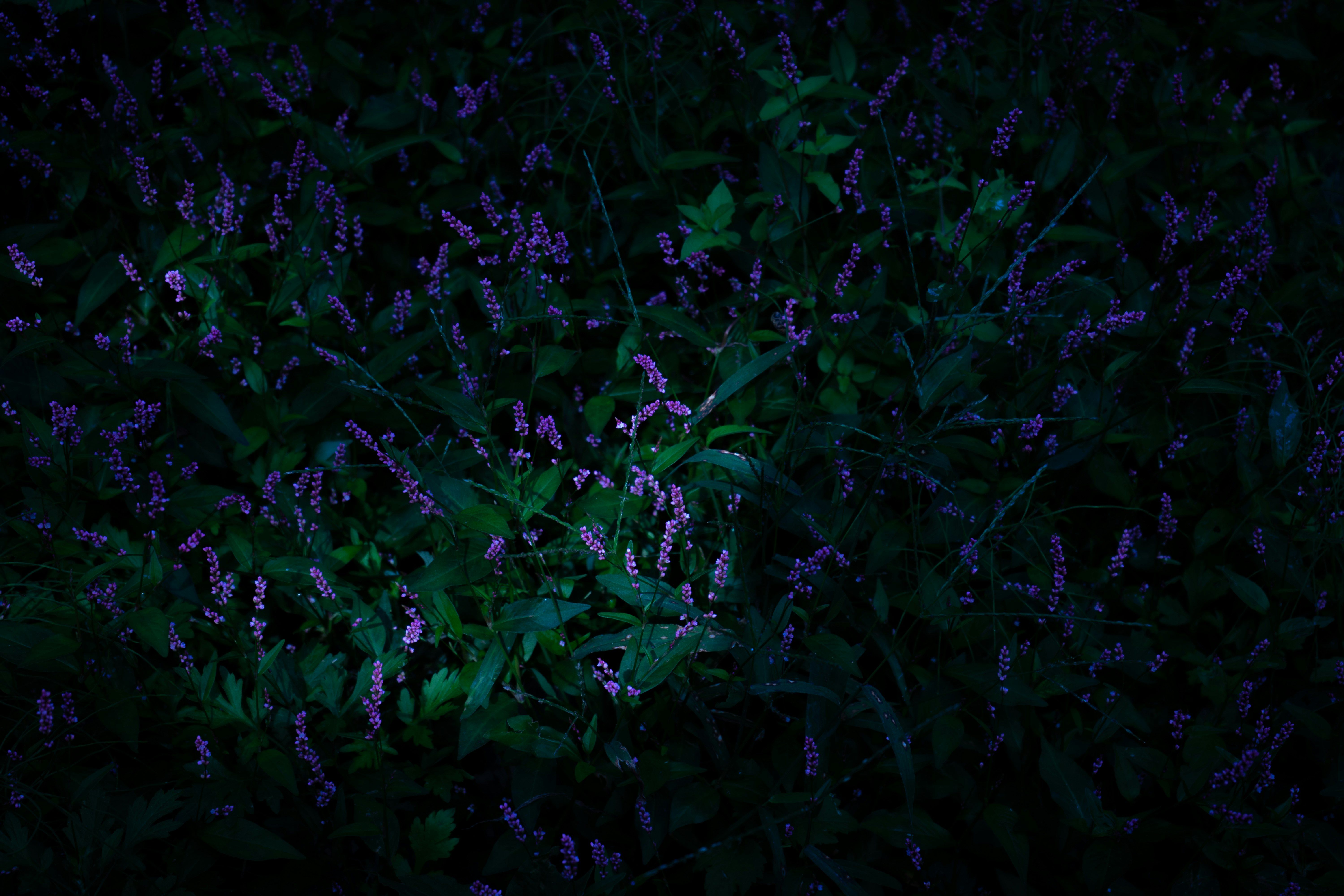 green leaves plant during night time